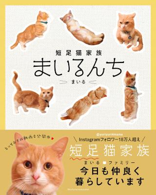 短足猫家族 まいるんち